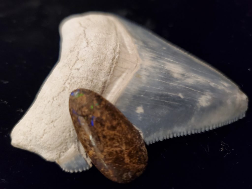 Megalodon tooth and bolder opal.